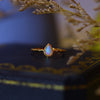 Opal Ring Opening